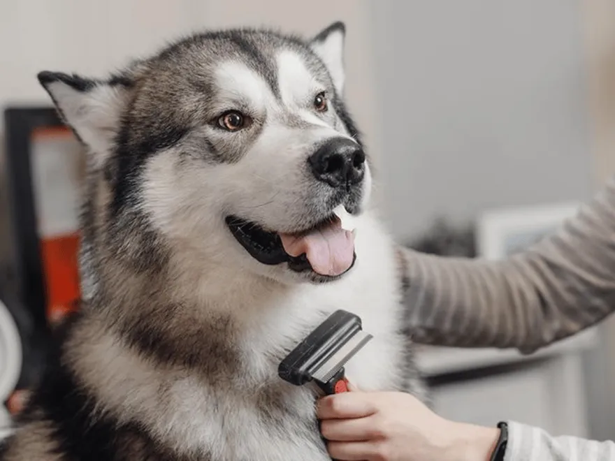 The Cute Canine Dog & Cat Grooming Salon featured image